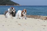 SHIH TZU 068